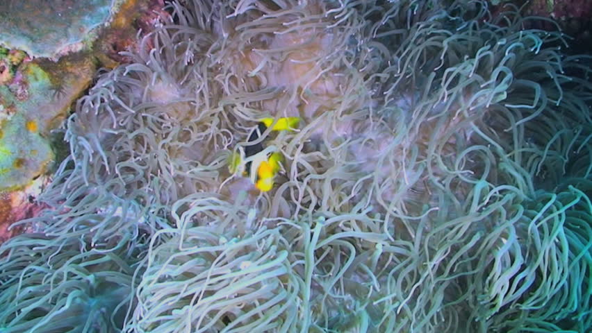 Clarke's anemonefish, Amphiprion clarkii swimming in a Long Tentacle Anemone or Corkscrew Anemone, Macrodactyla doreensis, Papua New Guinea, Milne Bay  