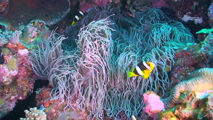 Clarke's anemonefish, Amphiprion clarkii swimming in a Long Tentacle Anemone or Corkscrew Anemone, Macrodactyla doreensis, Papua New Guinea, Milne Bay  