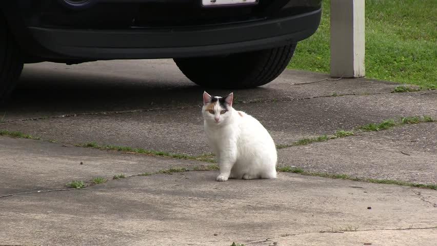 Calico cat sitting in driveway