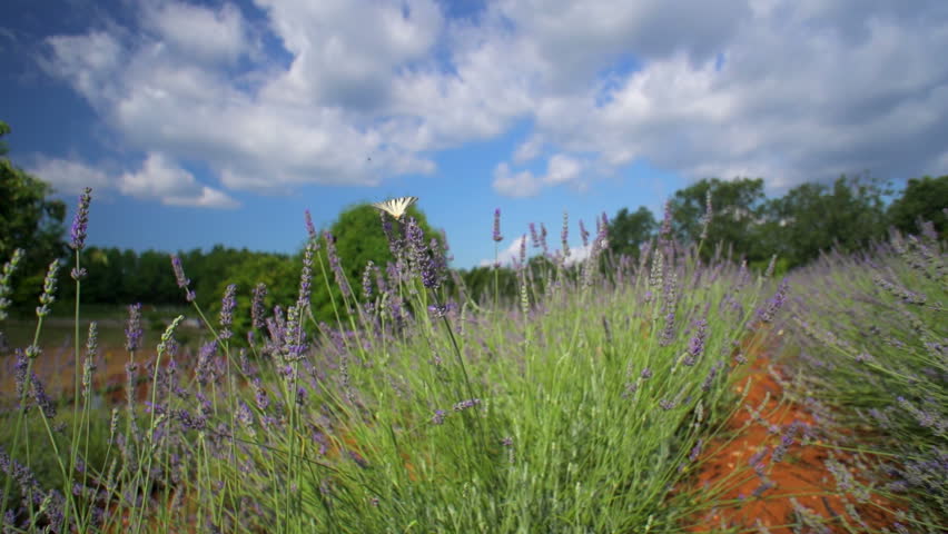 Butterfly on lavender field