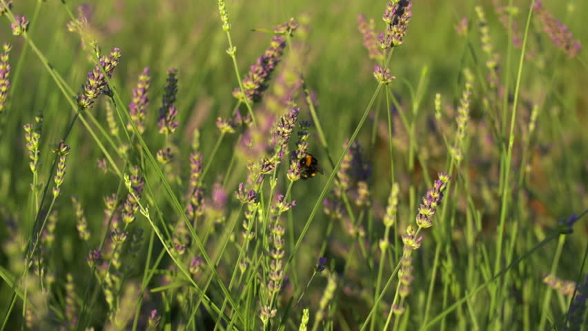 Bumblebee on lavender field