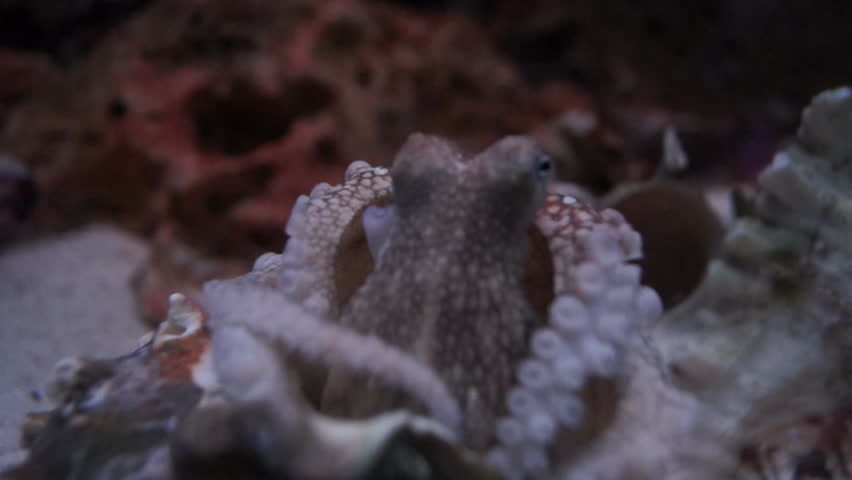 Coconut Octopus hiding in reef