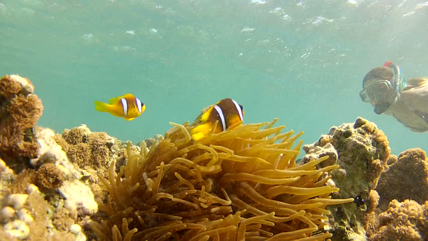Snorkeler girl floats past two curious clown fish (Amphiprion bicinctus) in anemone coral (Actiniaria)
