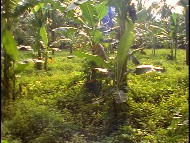 Bali tropical jungle, green, lush rainforest, wide shot, pan right