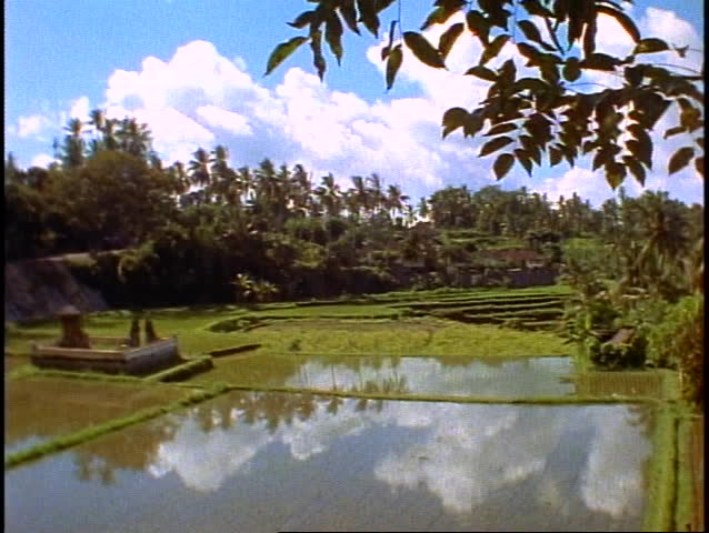 Bali, rice fields in jungle, lush, green, blue pools of water