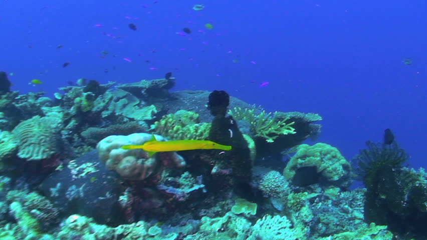 Trumpetfish, Yellow phase, Aulostomus chinensis, Papua New Guinea, Milne Bay  