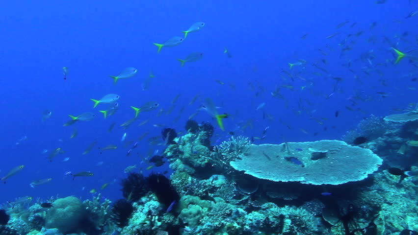 Blue and Yellow Fusilier, Caesio teres, Papua New Guinea, Milne Bay 