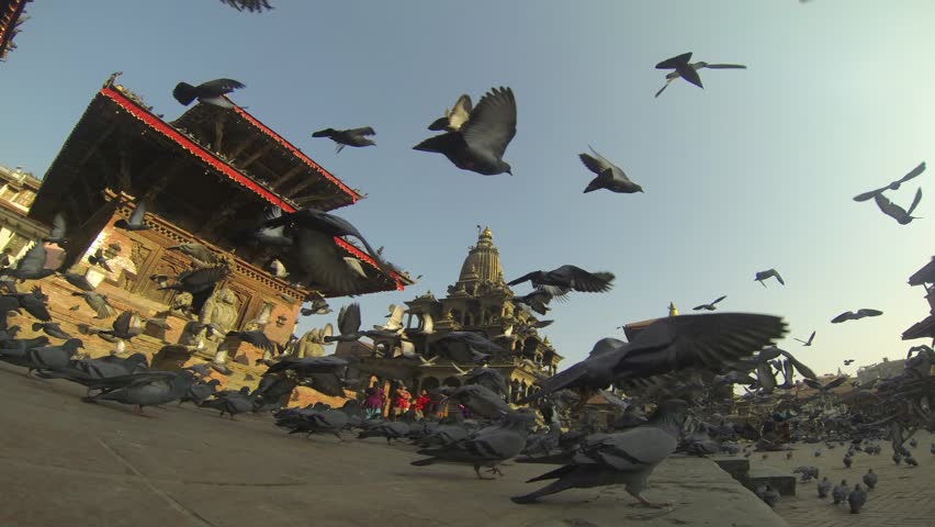 PATAN, KATHMANDU, NEPAL - MARCH 24 : Time lapse of flocks of birds fly at Patan Durbar Square in Patan, Kathmandu, Nepal on March 24, 2013. Patan Durbar Square is a UNESCO World Heritage Site.