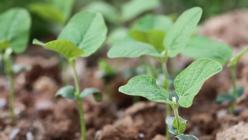 Soybean sapling in spring