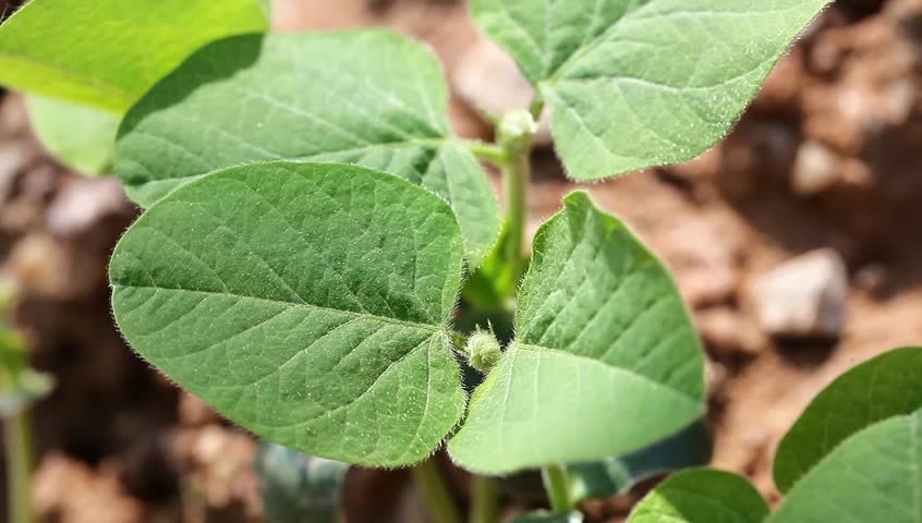 soybean sapling in the spring