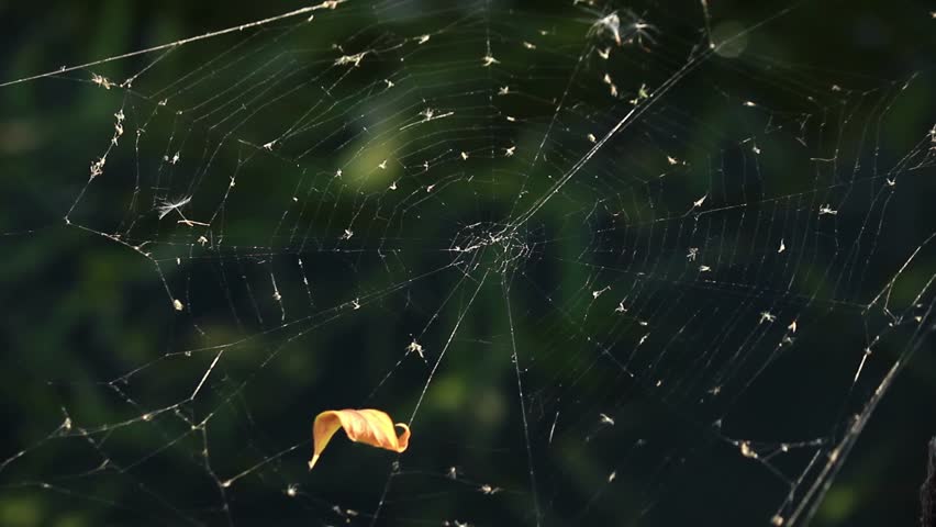 Cobweb against dark green background