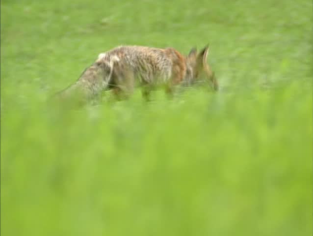 Red fox (vulpes vulpes) in field - low angle. The red fox is a solitary hunter.