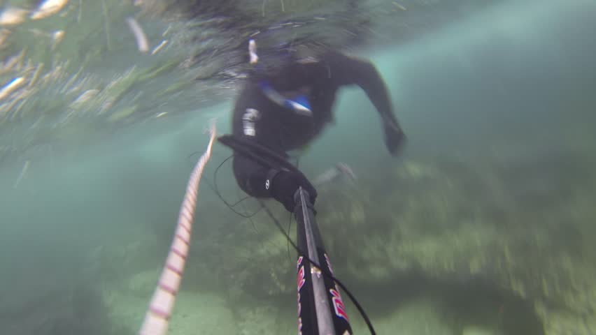 NORTHERN ISRAEL â MARCH 31: Spear fisherman spearfishing underwater, while searching for big and fat fish and octopus, March 31, 2013