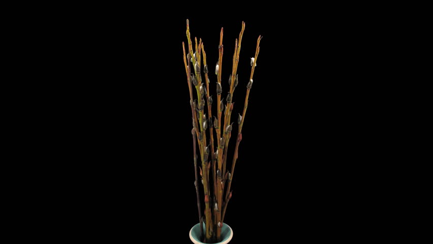 Time-lapse of growing willow catkins isolated on black 4 