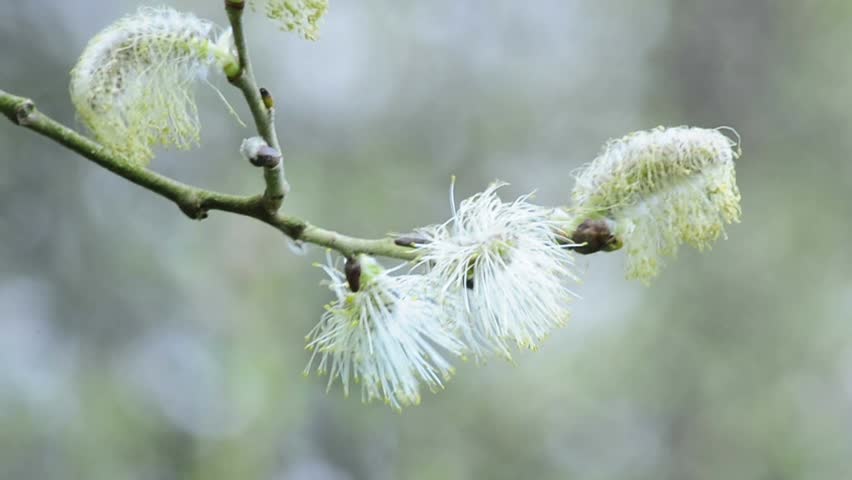 Willow blossom