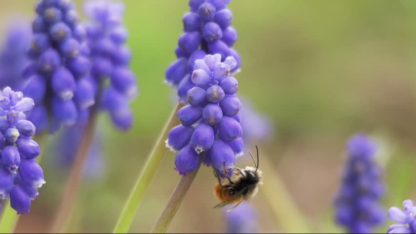 Bumblebee with the trunk into the flower