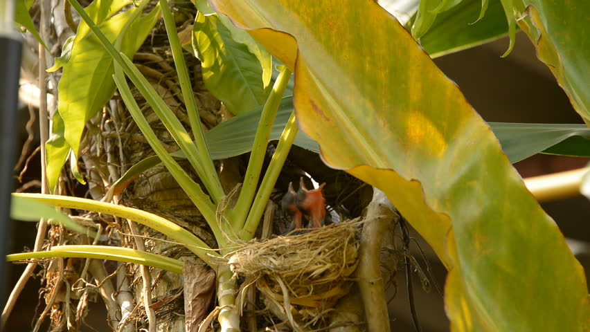 Red-whiskered Bulbul feeding some food chicks on nest.