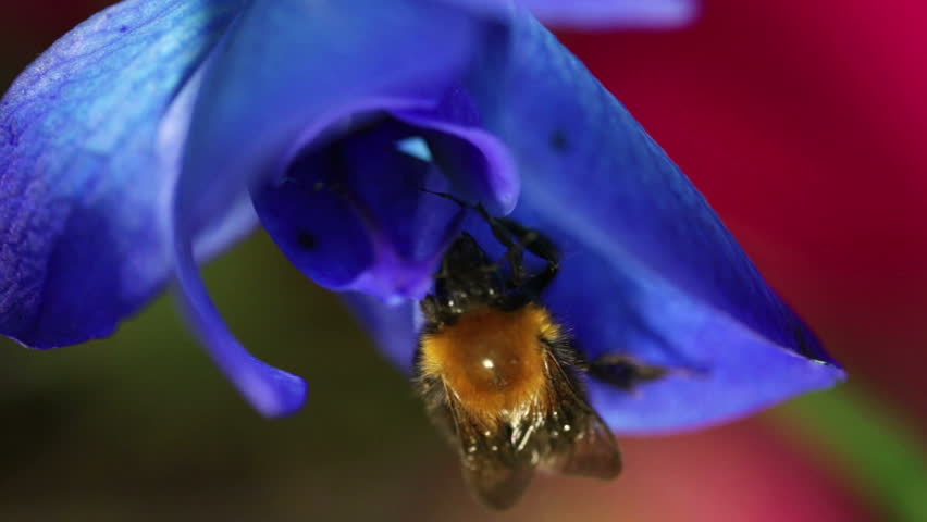 Bumblebee creeps on flower.
