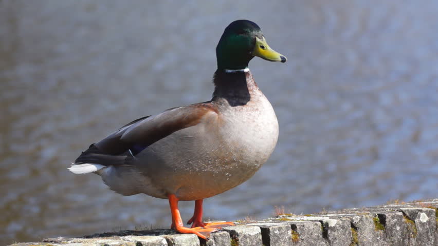 Male duck