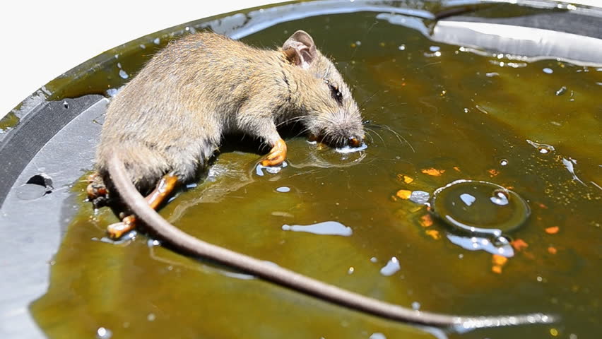 rat stuck in trap