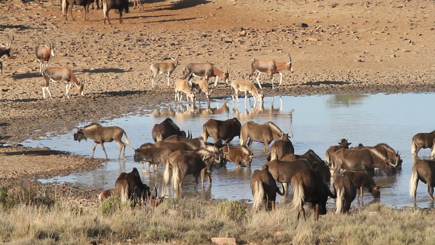 Black wildebeest and blesbok antelopes gathering at a waterhole, South Africa