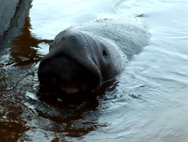 Wild Brazilian Manatee (161)