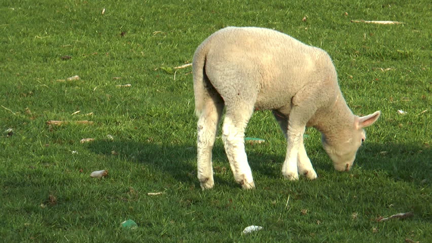lamb grazing on meadow wagging its tail