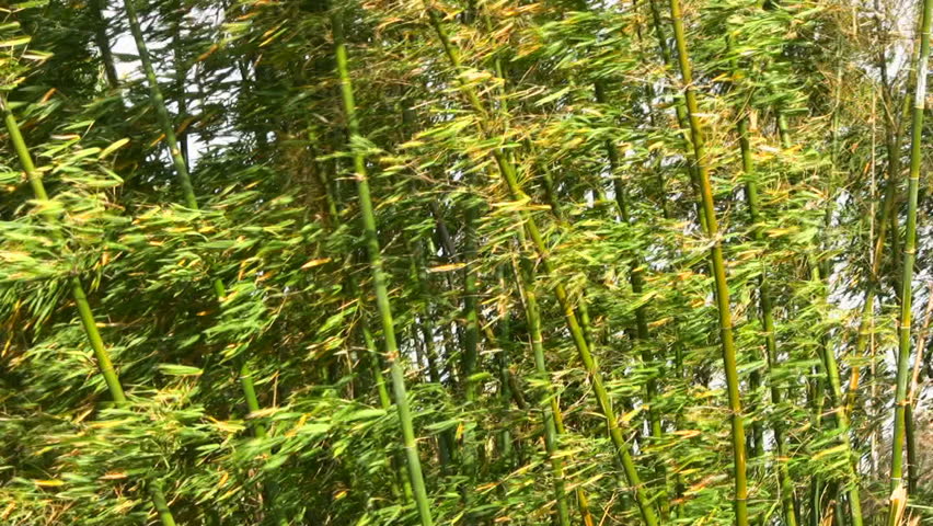 Bamboo stems and leaves blowing together in a breeze