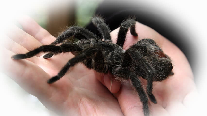 spider on hands in zoo