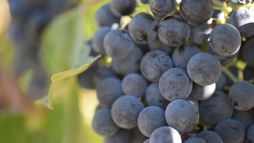Grapes on the Vine Close Up