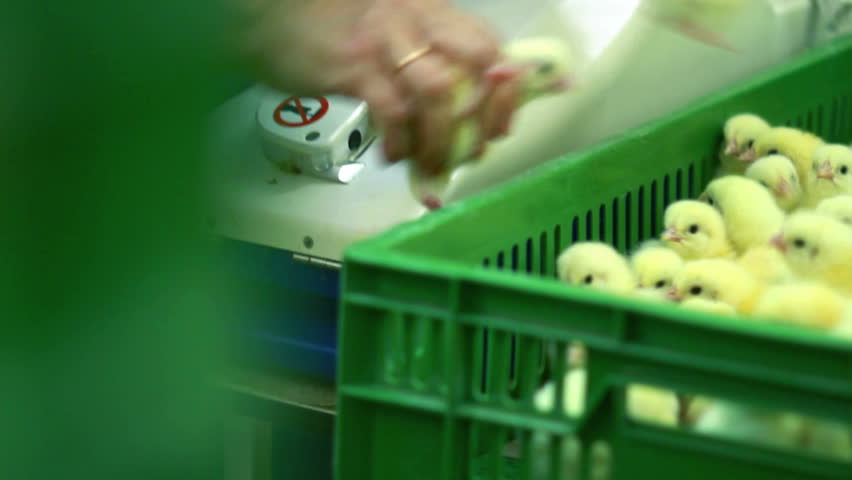 Vaccination of chickens