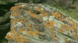 Travelling lateral shot of Greek nature. Rock with moss and lichen in forest. Full HD 1920 x 1080