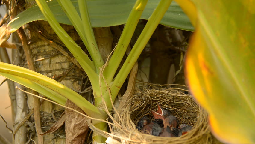 Babies Red-whiskered Bulbul chicks waiting for mom to come back with some food.