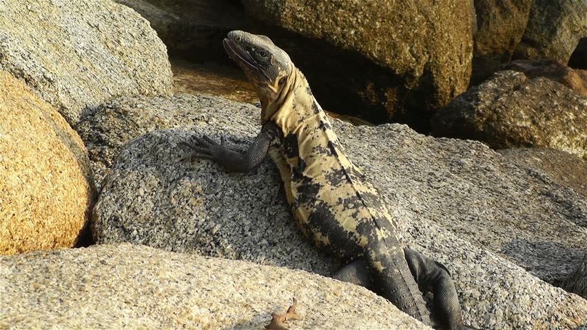 Iguana in the Beach of South Mexico in Oaxaca Central America