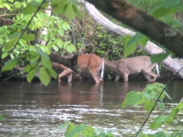 Whitetail Deer in the wild