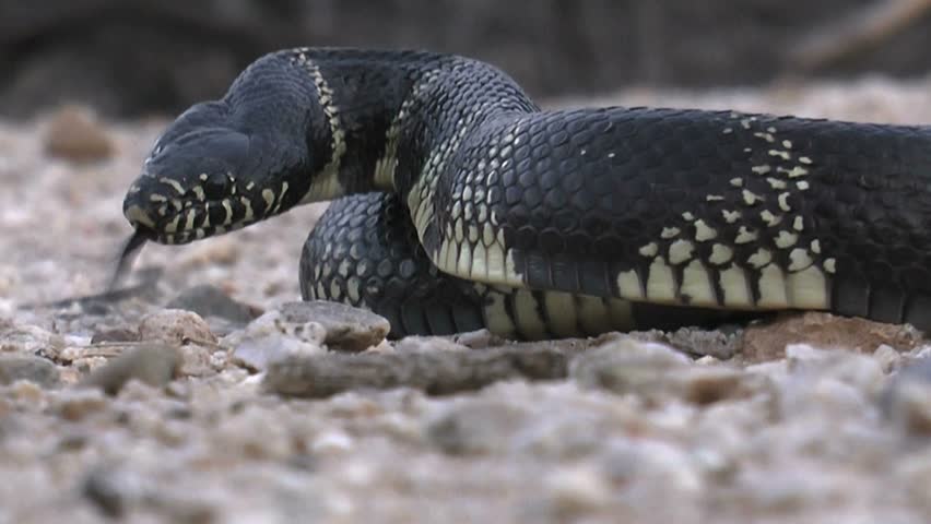Common king snake coils on gravelly ground in Arizona desert, flicks tongue in warning. 1080p
