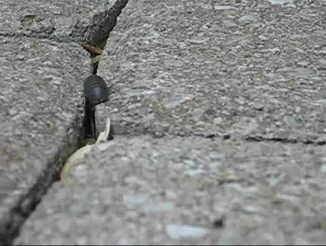 pill bug crawling on brick