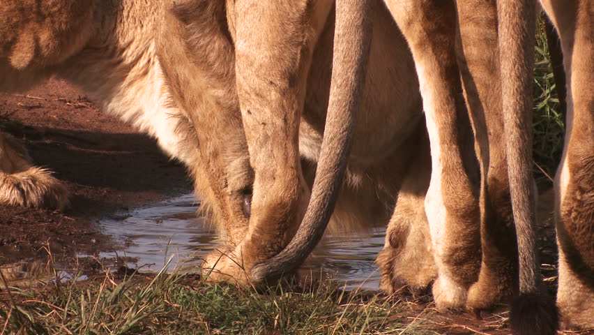 Lions drink water