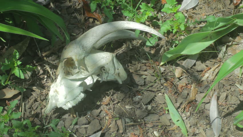 animal skull, goat skull outside. Drought concept