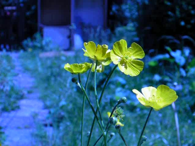 Yellow Flower in garden