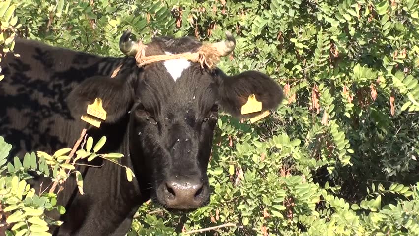 Cow looks, cowâs head, zoom in