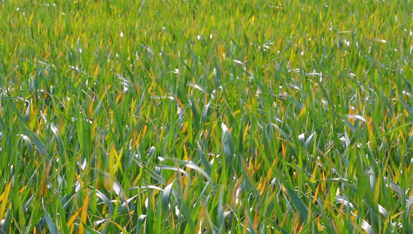closeup wheat sprouts