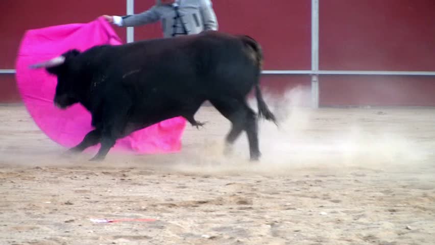 Spain bullfight, powerful black bull