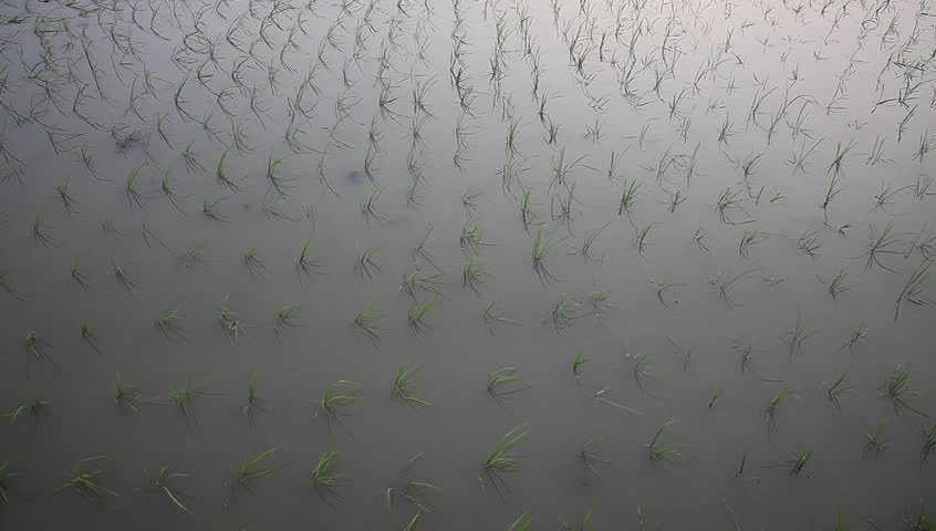 young rice sapling in the field near sunset