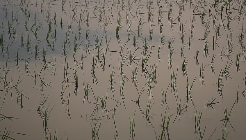 young rice sapling in the field near sunset