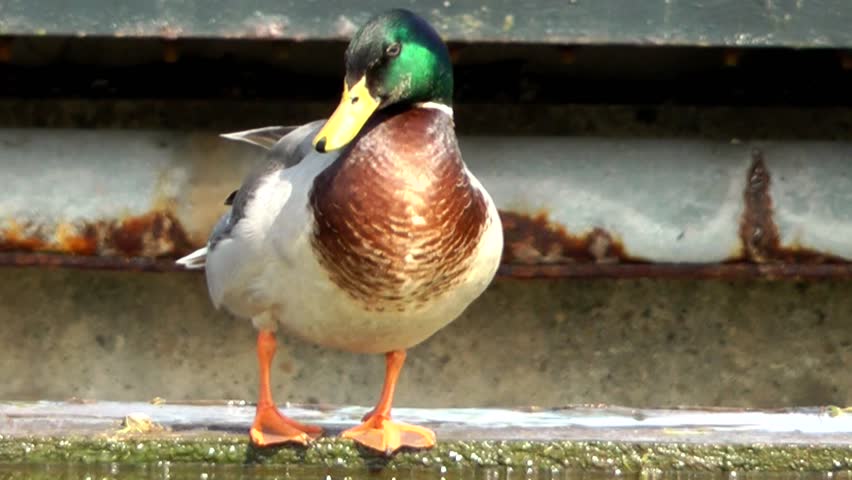 Mallard Duck Cleaning Feathers