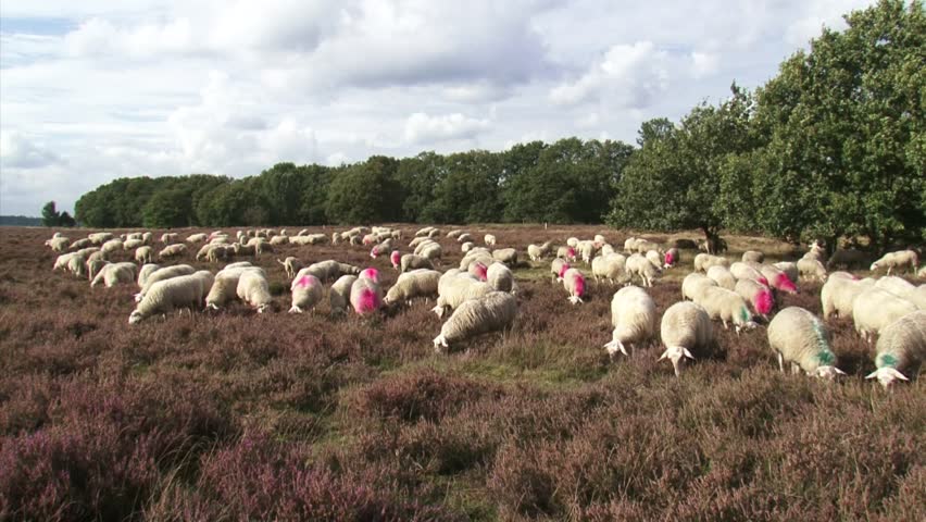 Flock of sheep grazing heath near forest edge. For centuries sheep have grazed the heath in the Netherlands. The sheep were raised for their meat and wool but, primarily, for their manure.