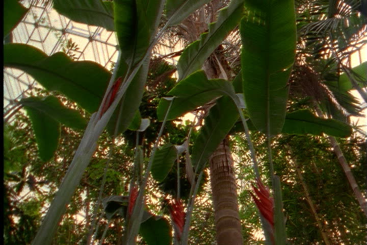 ST. LOUIS - CIRCA MARCH 2000: Low angle view of ephiphyte ginger flowers and big green leaves with geodesic dome above.