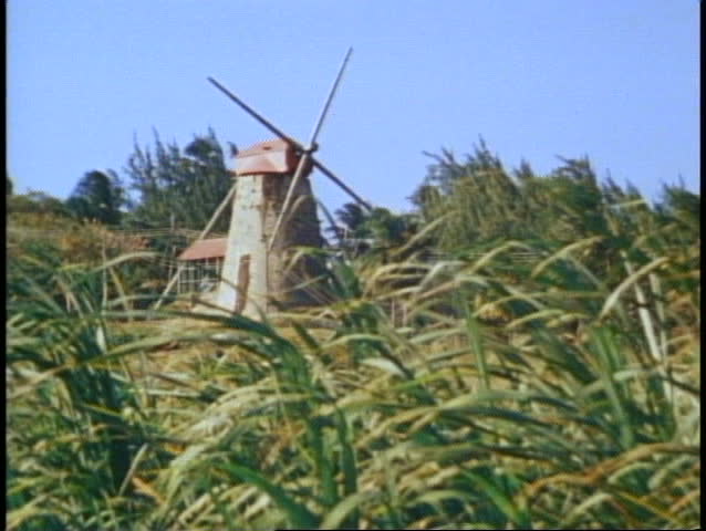 Barbados, medium shot sugar cane fields, windmill, cane waving, no people