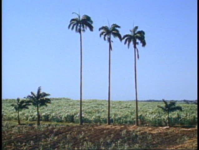Barbados, wide shot sugar cane fields, three palms, no people